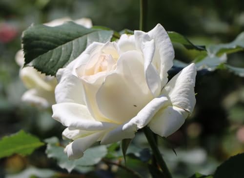 Edelrose "Irina" (Container) von generic