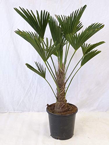 [Palmenlager] Trachycarpus wagnerianus - 120 cm - Stamm 30 cm - großer 34 cm Ø Topf - Wagner Palme - Winterharte Palme -19°C von generisch