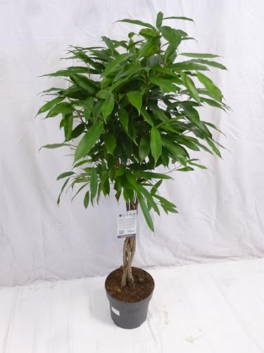 [Palmenlager] - XL Ficus bin."Amstel King" 140 cm/Hochstamm geflochten/Zimmerpflanze von generisch