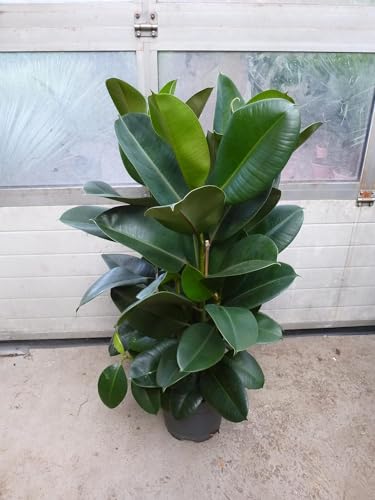 [Palmenlager] XL Gummibaum - Ficus elastica "Robusta" 150 cm - 2er Tuff // Zimmerpflanze von generisch