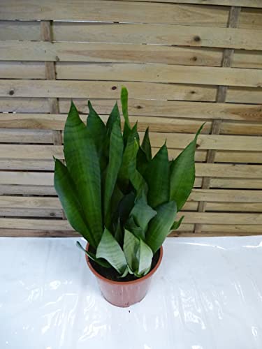 [Palmenlager] XL Sansevieria trifasciata moonshine 85 cm - Pot 24 cm Ø - Bogenhanf - Schwiegermutterzunge/Zimmerpflanze von generisch