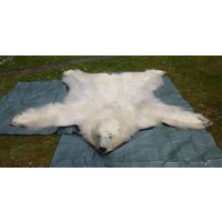 Eisbärfell/Polarbär Fellvorleger Ursus Maritimus Mit Allen Genehmigungen von geweihshop