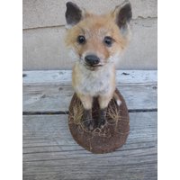 Jungfuchs, Rotfuchs, Fuchs, Fox. Young Fox von geweihshop