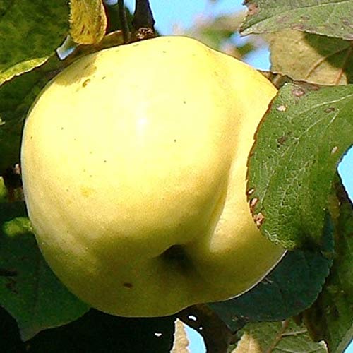 Apfel Antonovka, alte Apfelsorte, Herbstapfel, Apfelbaum ca.150/170 cm. C5, Яблоня Антоновка von gimolost