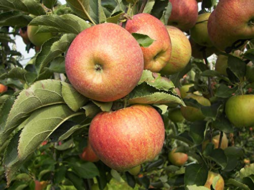 Apfel Muskat. Apfelbaum ca.160/180 cm, Tafelapfel, Malus domestica von gimolost