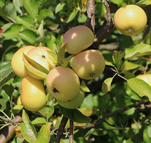 Apfelbaum Kitaika Medoк, Miniapfel Medok, Honigapfel von gimolost