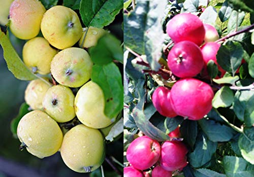 Duo Apfel Kitajka, Zwei Sorten Mini-Apfel Baum Uralskaj Nalivnaj + Red Kitajka von gimolost