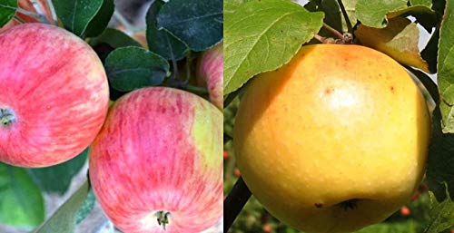 Duo Apfelbaum Grushovka+Limonka, Zwei Sorten Apfelbaum ca 160/180 cm. von gimolost