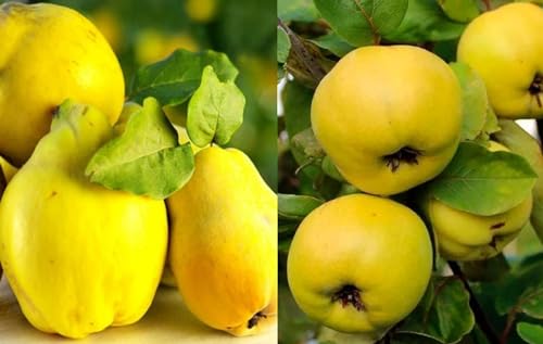 Duo Süßquitte, Ayva Shirin, Duo Quitte, 2 Sorten Quittenbaum. Einen veredelten Obstbaum mit zwei Sorten Shirin + Krymsk von gimolost