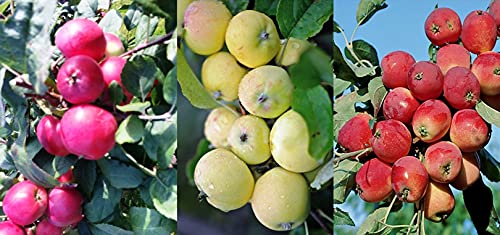 Familienapfelbaum Trio Apfelbaum Kitajka, Drei Sorten Mini-Apfel Baum von gimolost
