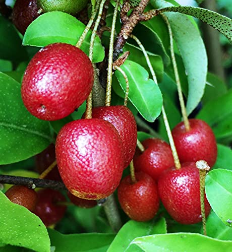 Goumi Beeren Sweet Scarlet Pflanze, Goumibeere, Goumi Berry von gimolost