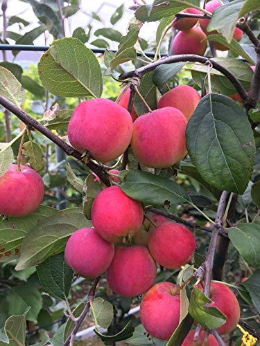 Miniapfel DOLGO, Kitaika, Apfelbaum Sibirische Renette, Siberian Apfel, Китайка Долго von gimolost