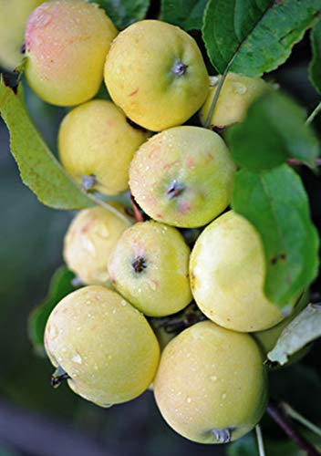 Miniapfel Gold Kitaika, Apfelbaum Uralskoe nalivnoe, Китайка Золотая von gimolost
