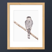 Coopers Hawk Vogel Kunstdruck von goodgoosegraphics