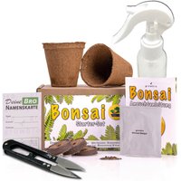 Bonsai Anzuchtset Inkl. Sprühflasche - Wisteria Blauregen | Dein Neuer Bro ; # Geschenk Für Frauen Und Männer Set von greenavashop