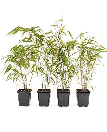 4 Stk. Bambus Fargesia rufa winterhart, immergrün und schnell-wachsend, 30/40 cm hoch, im Topf (4) von greenone