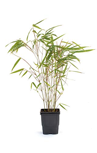 Bambus Fargesia rufa winterhart, immergrün und schnell-wachsend, 30/40 cm hoch, im Topf (1) von greenone