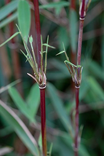 Roter-Bambus Fargesia jiuzhaigou winterhart und schnell-wachsend (60/80 cm hoch) von greenone