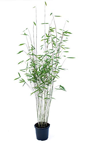 Schwarzer Bambus - Fargesia nitida Black Pearl, winterhart und schnell-wachsend, 80-100 cm hoch von greenone