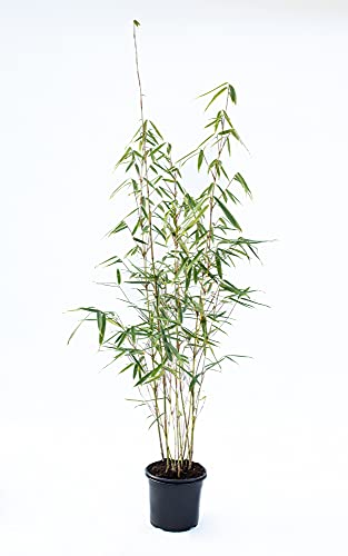 Zebrabambus - Fargesia robusta Campbell - keine Wurzelausläufer - schnell wachsend - winterhart (40/60 cm hoch) von greenone