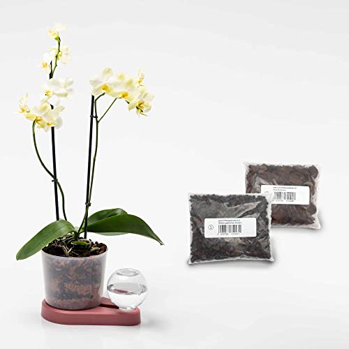 greevi Orchideenheld inklusive Pflanzgranulat und Orchideensubstrat | Selbstbewässernder Pflanztopf für Orchideen | Made in Germany | Kunststoff (Altrosa) von greevi