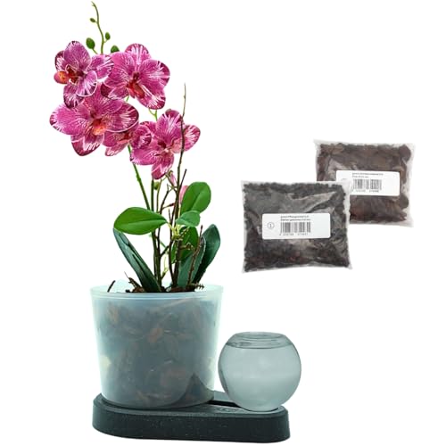greevi Orchideenheld inklusive Pflanzgranulat und Orchideensubstrat | Selbstbewässernder Pflanztopf für Orchideen | Made in Germany | Kunststoff (Bio-anthrazit) von greevi