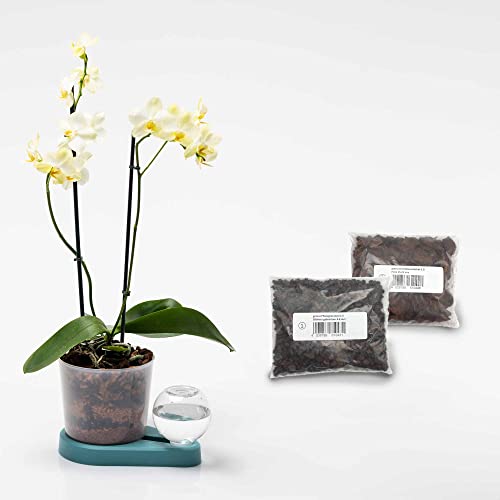 greevi Orchideenheld inklusive Pflanzgranulat und Orchideensubstrat | Selbstbewässernder Pflanztopf für Orchideen | Made in Germany | Kunststoff (türkis) von greevi