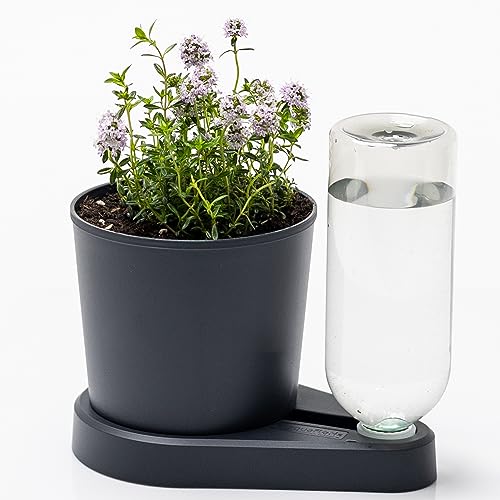 greevi kräuterheld | Selbstbewässernder Pflanztopf für Küchenkräuter | Made in Germany | Kunststoff (Standard, anthrazit) von greevi