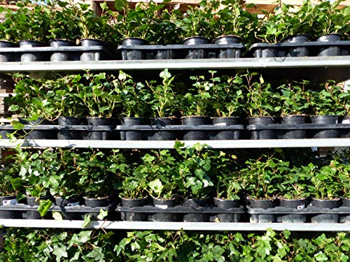 10 Stück Efeu Hedera helix 20-35 cm Heckenpflanze winterhart Kletterpflanze Hecke Sichtschutz blickdicht von gruenwaren jakubik