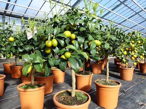 Kumquat Zwergorange Fortunella margarita Citrus Zitrus 60-80 cm Zitruspflanze Baum Pflanze von gruenwaren jakubik