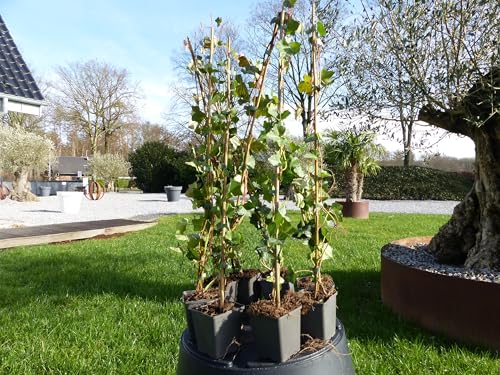 gruenwaren jakubik 10 Stück Efeu Hedera helix 90-120 cm Heckenpflanze winterhart Kletterpflanze Hecke Sichtschutz blickdicht von gruenwaren jakubik