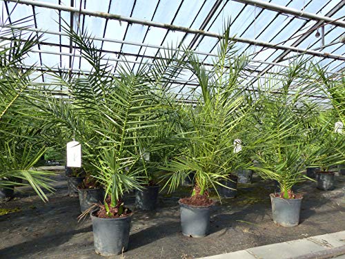 gruenwaren jakubik 2 Stück Palme 90-120 cm, Phoenix canariensis, kanarische Dattelpalme, kräftige Palmen, keine Jungpflanzen von gruenwaren jakubik