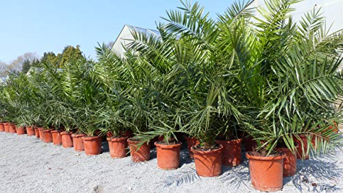 gruenwaren jakubik 2 Stück Palme XXL 160-180 cm Phoenix canariensis, kanarische Dattelpalme, winterhart von gruenwaren jakubik