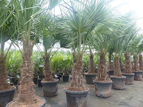 gruenwaren jakubik 2 Stück im Palmenset Trachycarpus fortunei dicke Stämme 200 cm Hanfpalme, winterharte Palme bis -18°C von gruenwaren jakubik