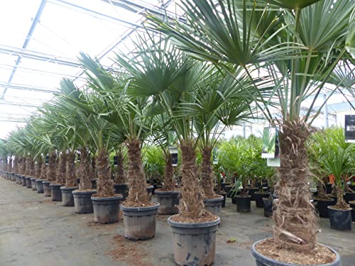 gruenwaren jakubik 3 Stück im Palmenset Trachycarpus fortunei dicke Stämme 200 cm Hanfpalme, winterharte Palme bis -18°C von gruenwaren jakubik