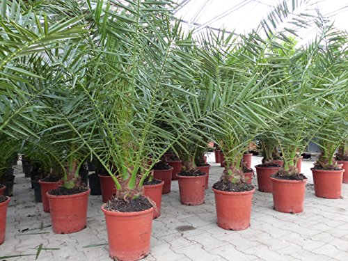 gruenwaren jakubik 4 Stück Palme 90-120 cm, Phoenix canariensis, kanarische Dattelpalme, kräftige Palmen, keine Jungpflanzen von gruenwaren jakubik