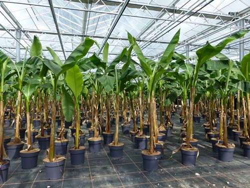 gruenwaren jakubik Angebot Bananenstaude Musa Basjoo 140-170 cm winterhart Staude japanische Faserbanane gruenwaren jakubik Angebot Bananenstaude Musa Basjoo 140-170 cm winterhart Staude japanische Faserbanane von gruenwaren jakubik