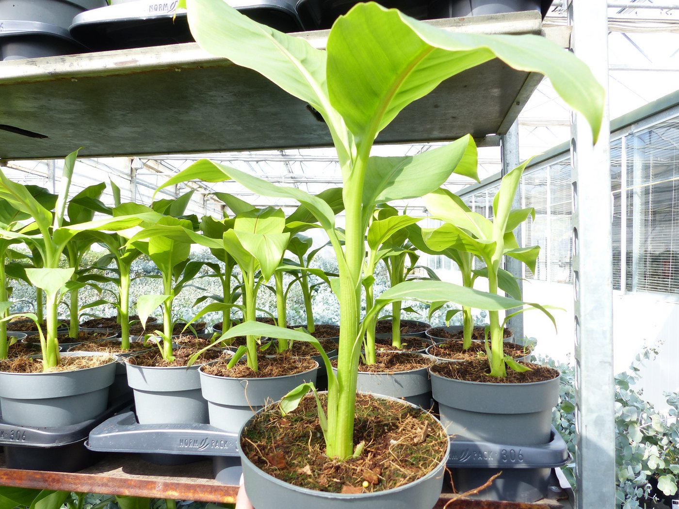 gruenwaren jakubik Bananenbaum Bananenstaude 4 Stk Musa Basjoo 60 - 80 cm winterhart Staude gruenwaren jakubik Bananenbaum Bananenstaude 4 Stk Musa Basjoo 60 - 80 cm winterhart Staude von gruenwaren jakubik