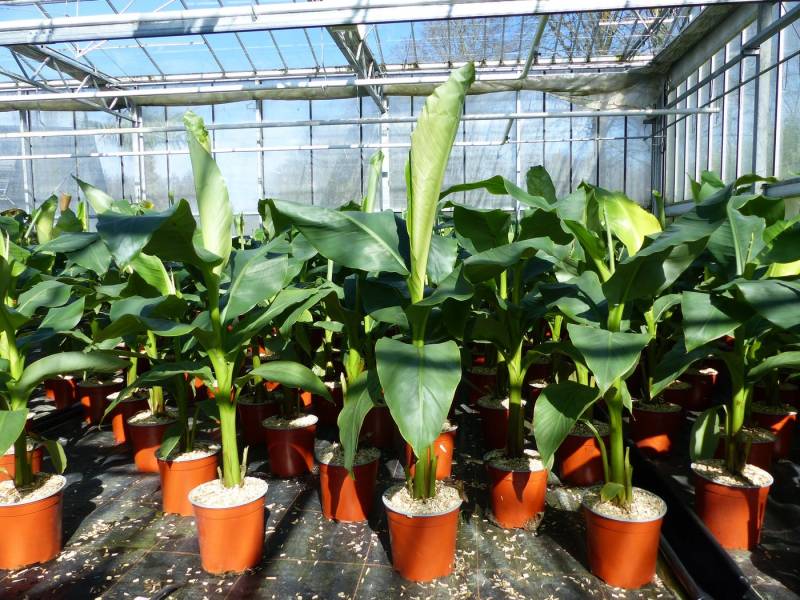 gruenwaren jakubik Bananenbaum Bananenstaude Musa Basjoo 80 - 100 cm winterhart Staude Japan von gruenwaren jakubik