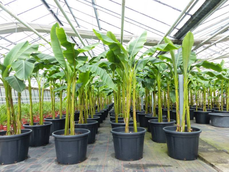 gruenwaren jakubik Bananenbaum Bananenstaude als 3er Gruppe Banane Musa Basjoo 220 cm winterhart von gruenwaren jakubik