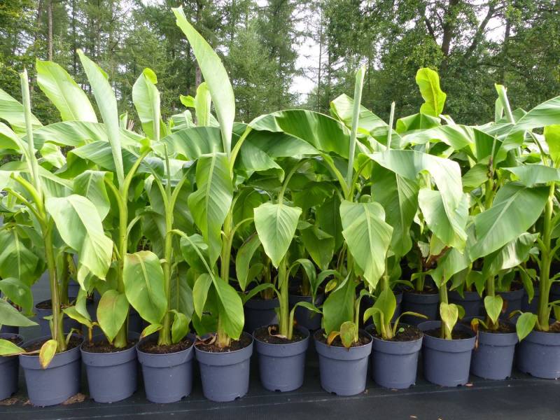 gruenwaren jakubik Bananenbaum gruenwaren jakubik Bananenbaum von gruenwaren jakubik