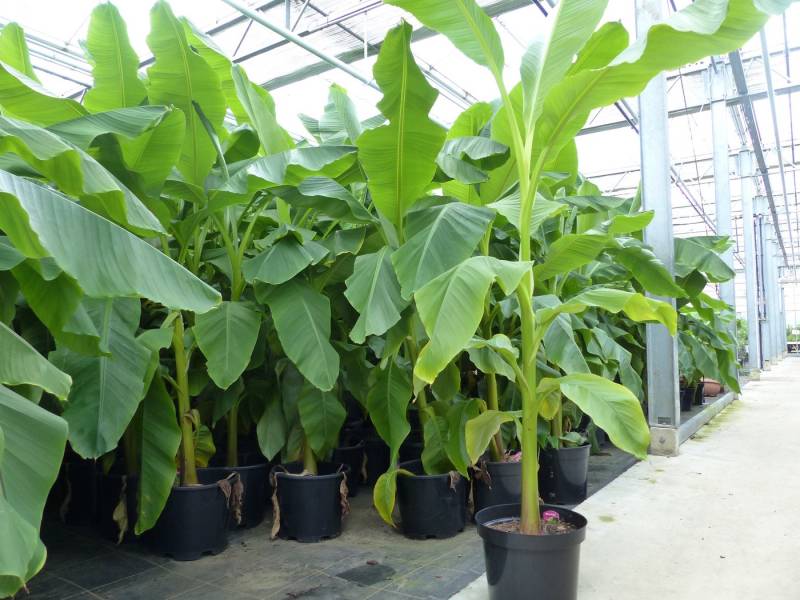 gruenwaren jakubik Bananenbaum gruenwaren jakubik Bananenbaum von gruenwaren jakubik