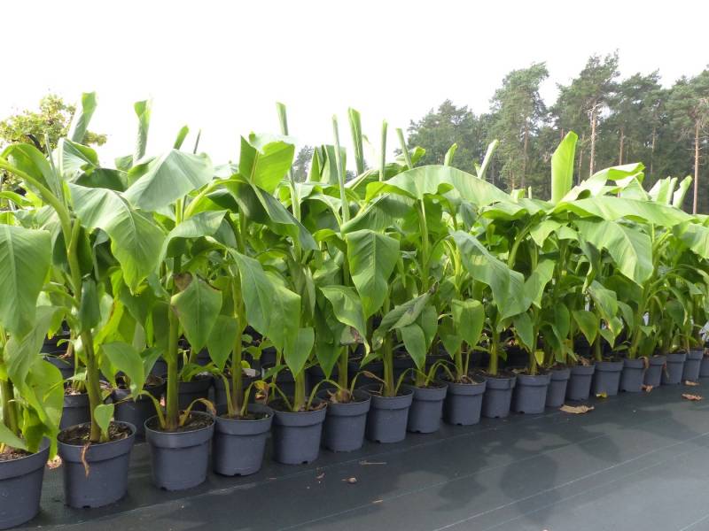 gruenwaren jakubik Bananenbaum gruenwaren jakubik Bananenbaum von gruenwaren jakubik