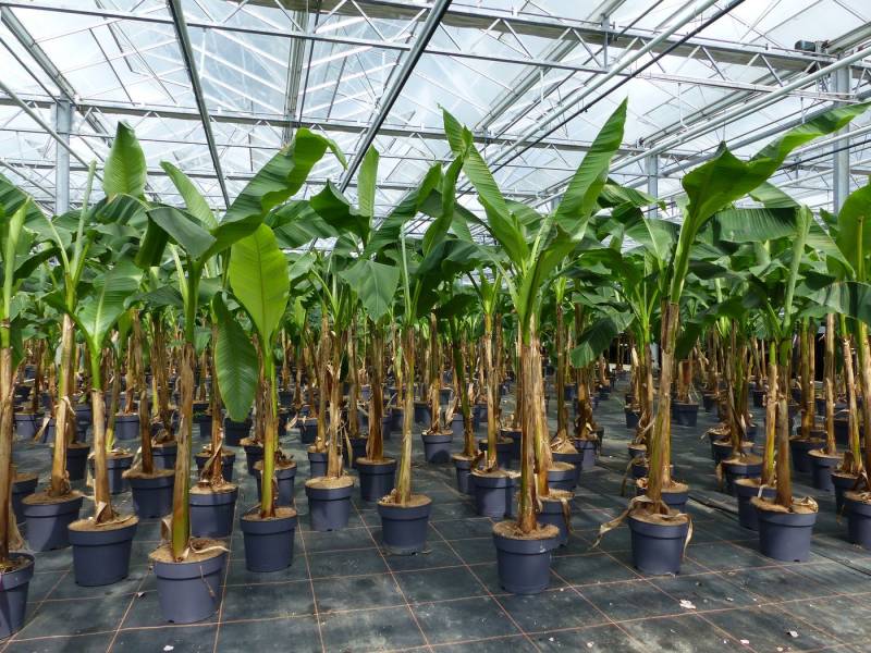 gruenwaren jakubik Bananenbaum gruenwaren jakubik Bananenbaum von gruenwaren jakubik