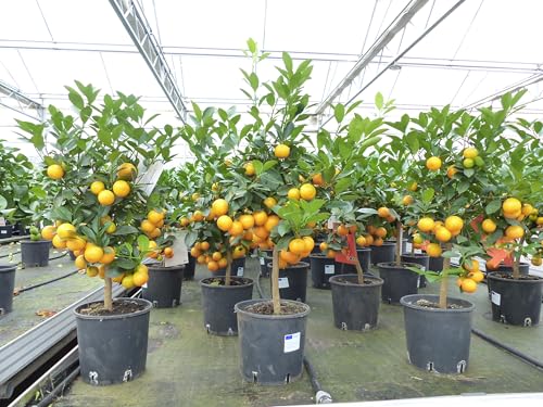 gruenwaren jakubik Calamondin Stamm Busch Orange Citrus Mitis 80-90 cm Orangenbaum Calamondino Kalamansi von gruenwaren jakubik