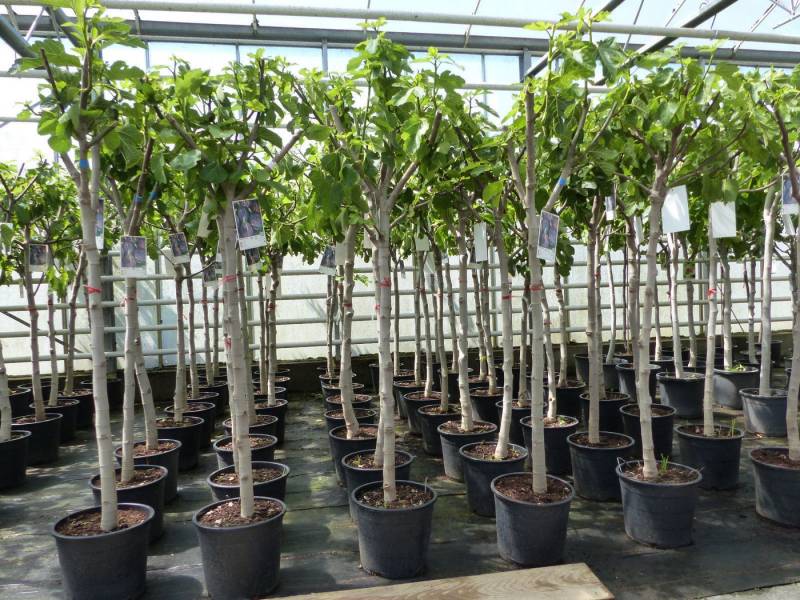 gruenwaren jakubik Feigenbaum Feigenbaum 150-180 cm Obstbaum winterhart kräftiger Stamm, Ficus von gruenwaren jakubik