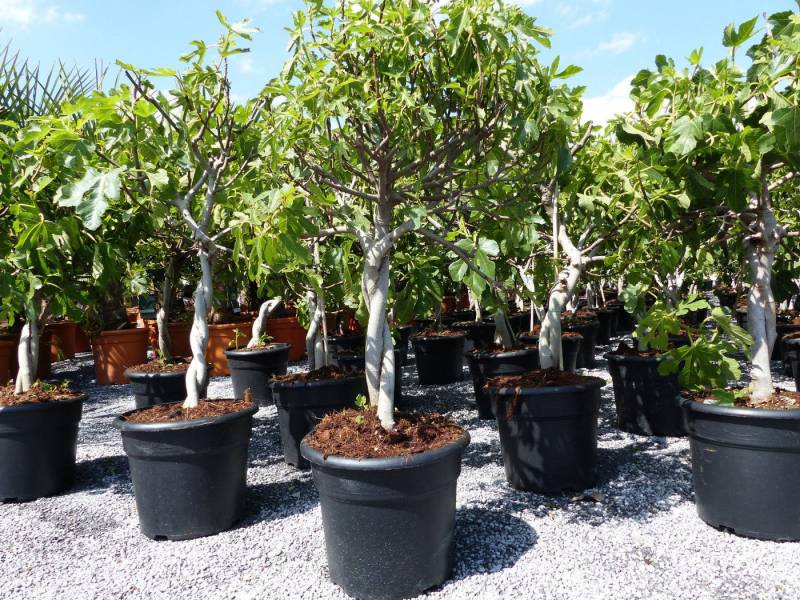 gruenwaren jakubik Feigenbaum Feigenbaum - hell dunkel - 1 Topf, Obstbaum, winterhart, Ficus Carica von gruenwaren jakubik