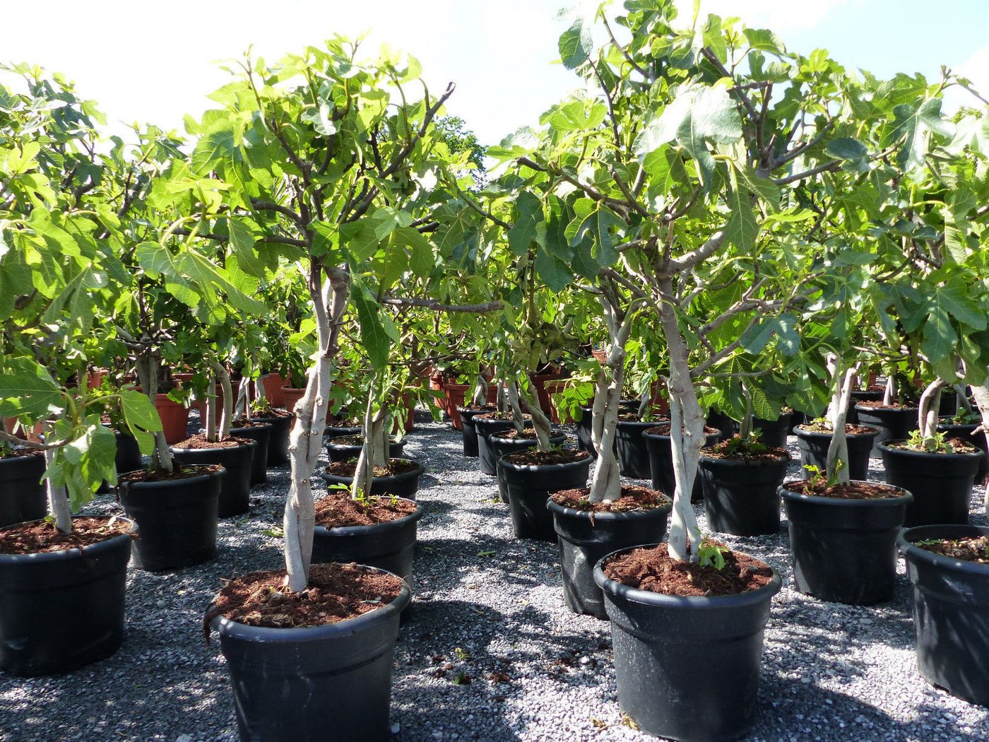 gruenwaren jakubik Feigenbaum Feigenbaum - hell dunkel - 1 Topf, Obstbaum, winterhart, Ficus Carica von gruenwaren jakubik