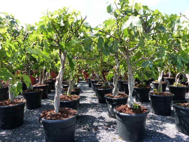 gruenwaren jakubik Feigenbaum Feigenbaum - hell dunkel - 1 Topf, Obstbaum, winterhart, Ficus Carica von gruenwaren jakubik