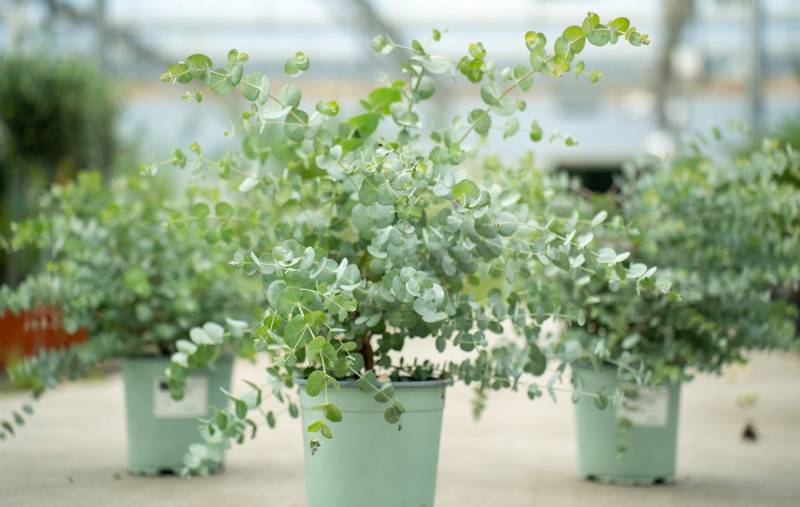 gruenwaren jakubik Gehölze 2x XL Eucalyptus Gunni Gunnii Busch Eukalyptusbaum 35- 50 cm von gruenwaren jakubik